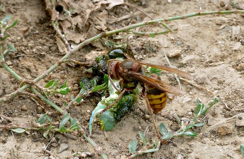 Galleria di insetti predatori e loro prede